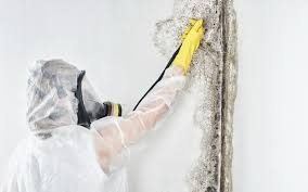 Best Mold Remediation for Healthcare Facilities  in Sheffield Lake, OH